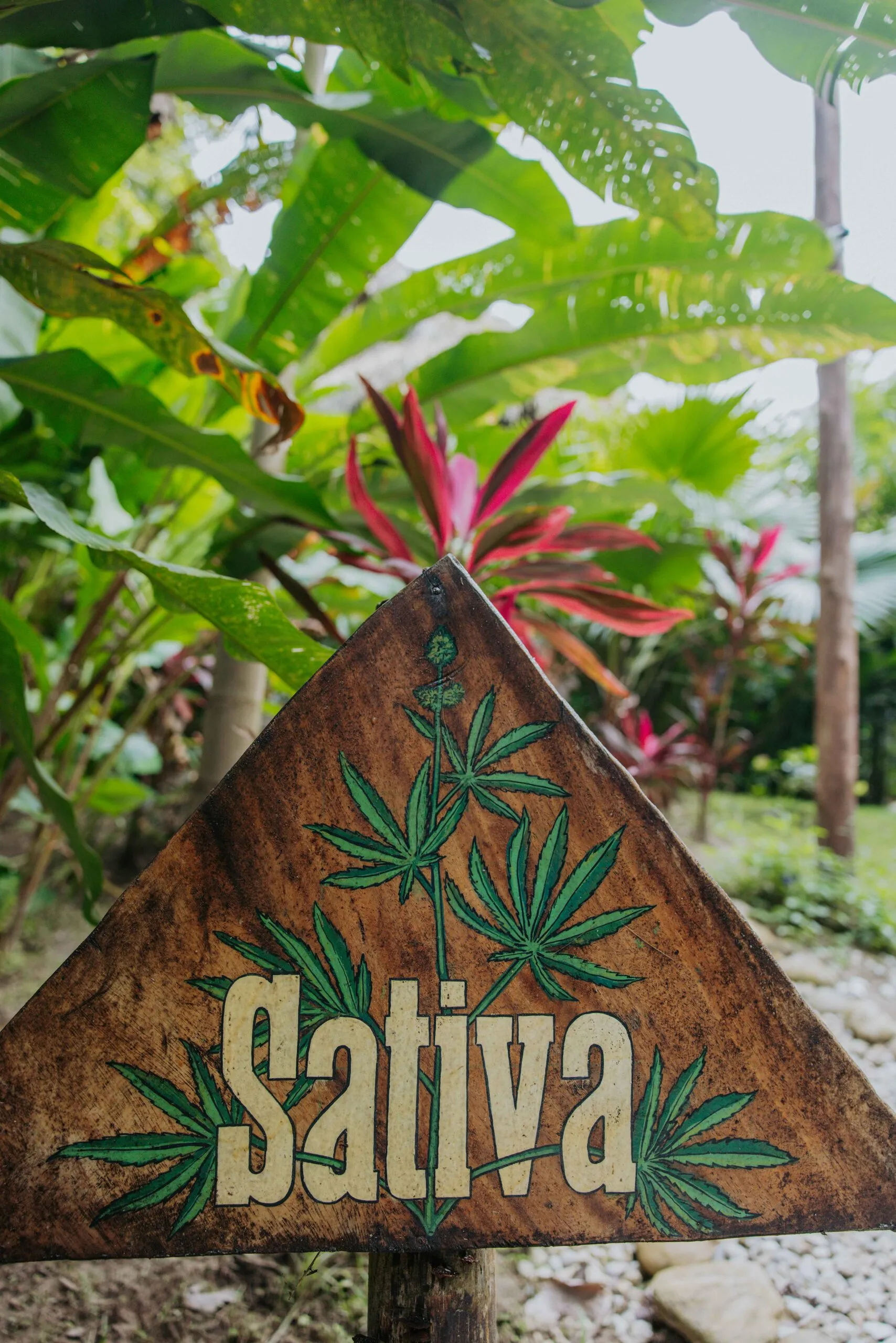 The Sativa sign among heliconias