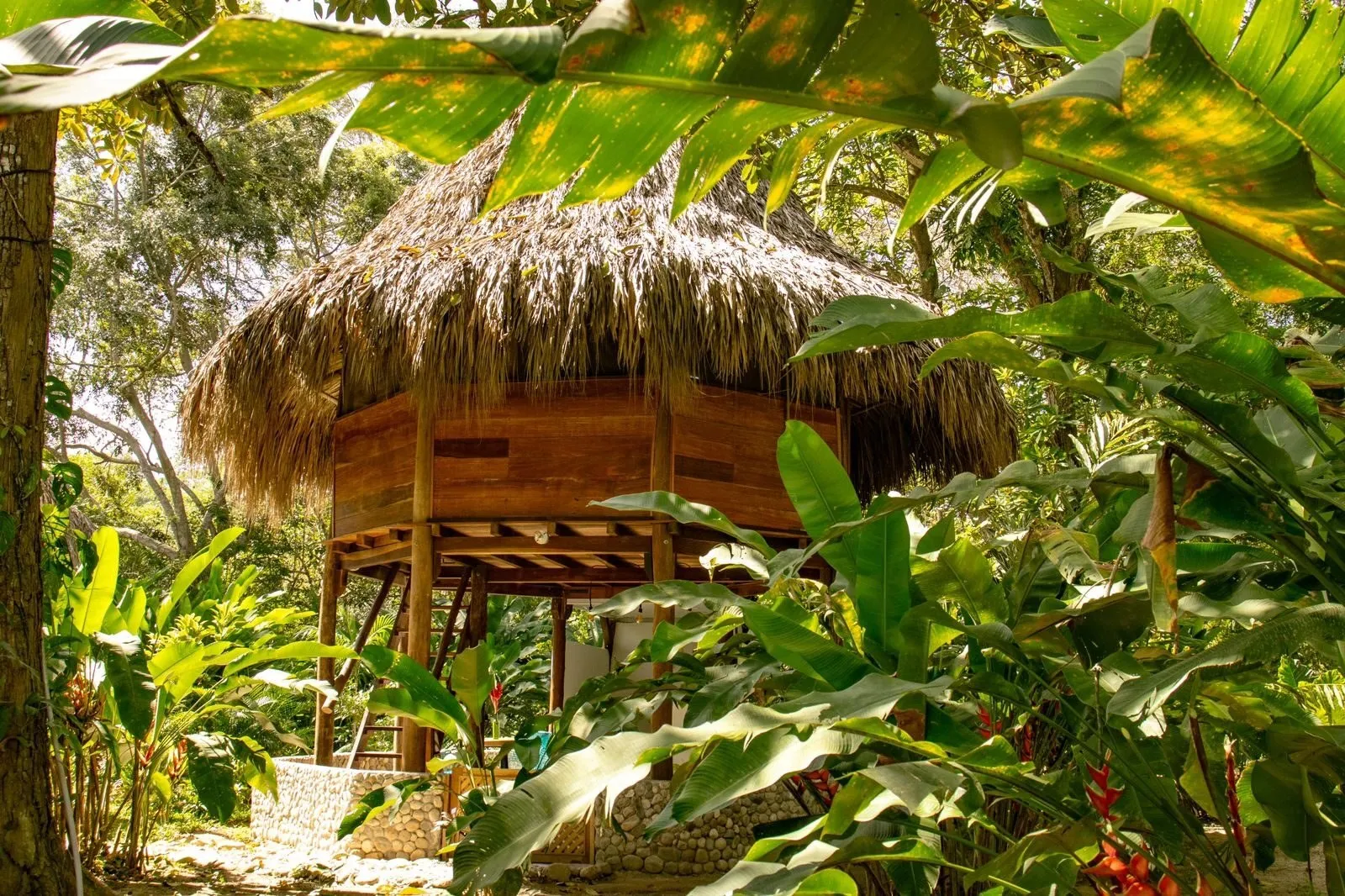 Passiflora: palm-roofed cabin in the garden