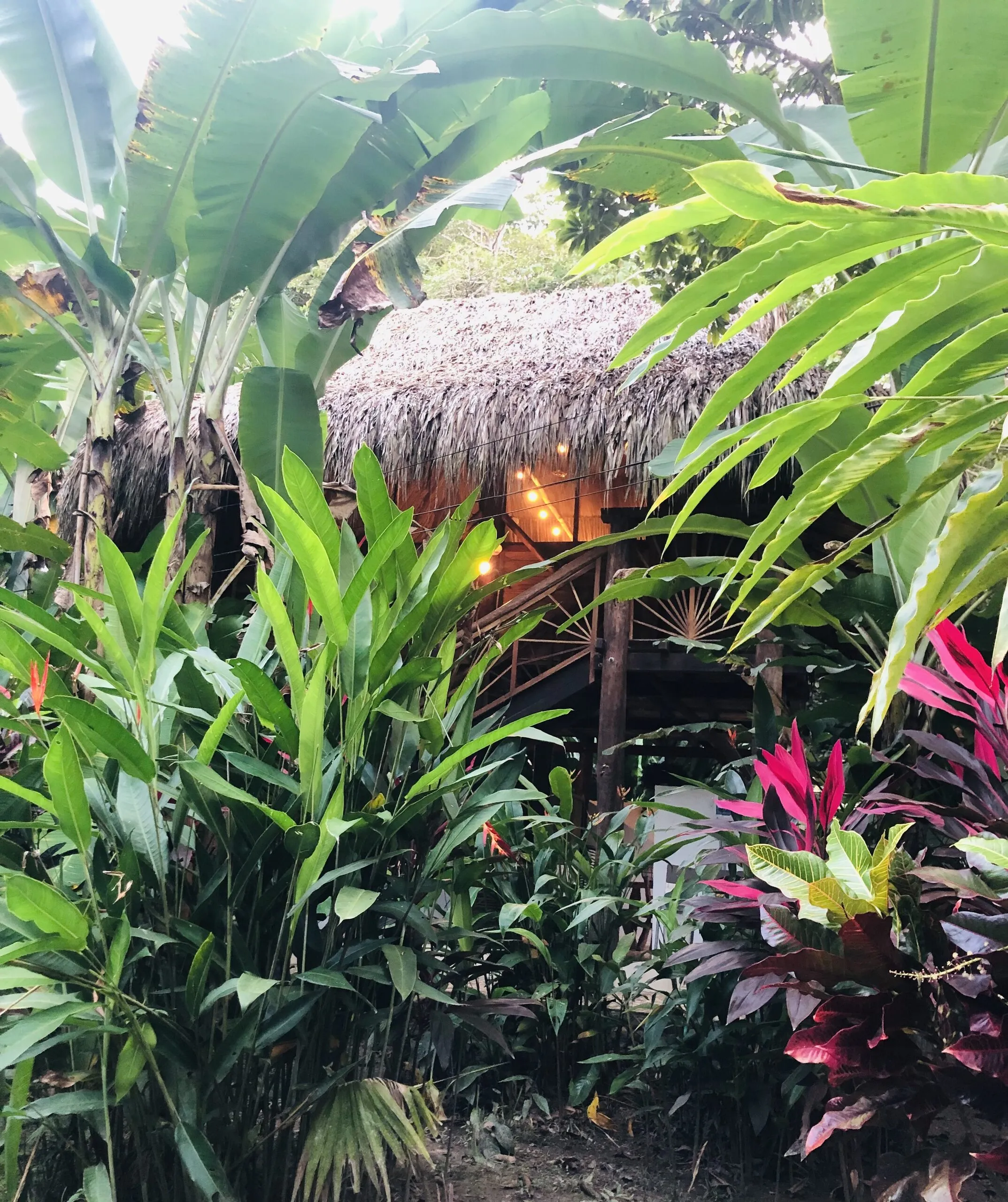 The cabin among heliconias