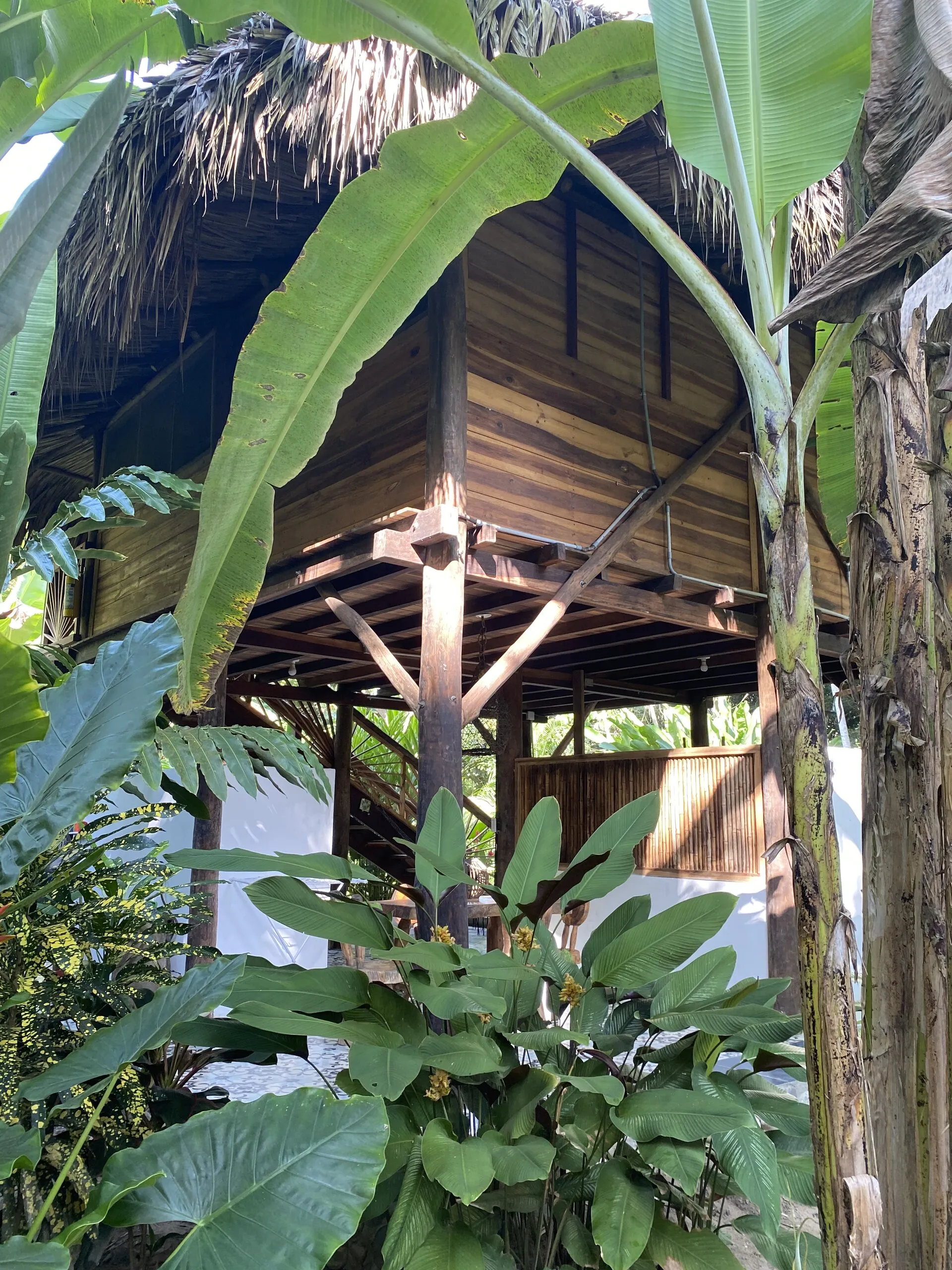 Cabin among banana leaves