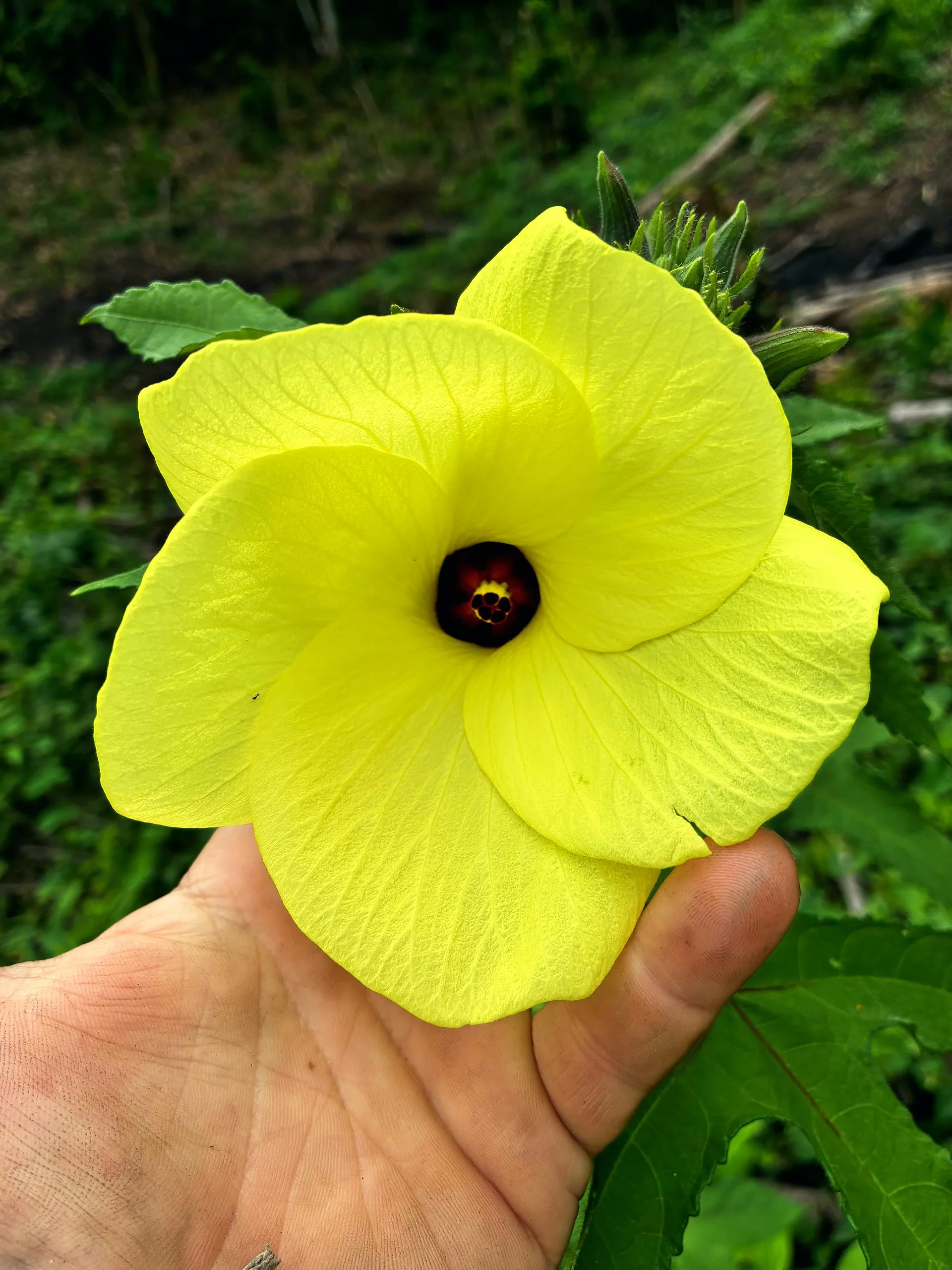 Flor amarilla de hibisco en la mano
