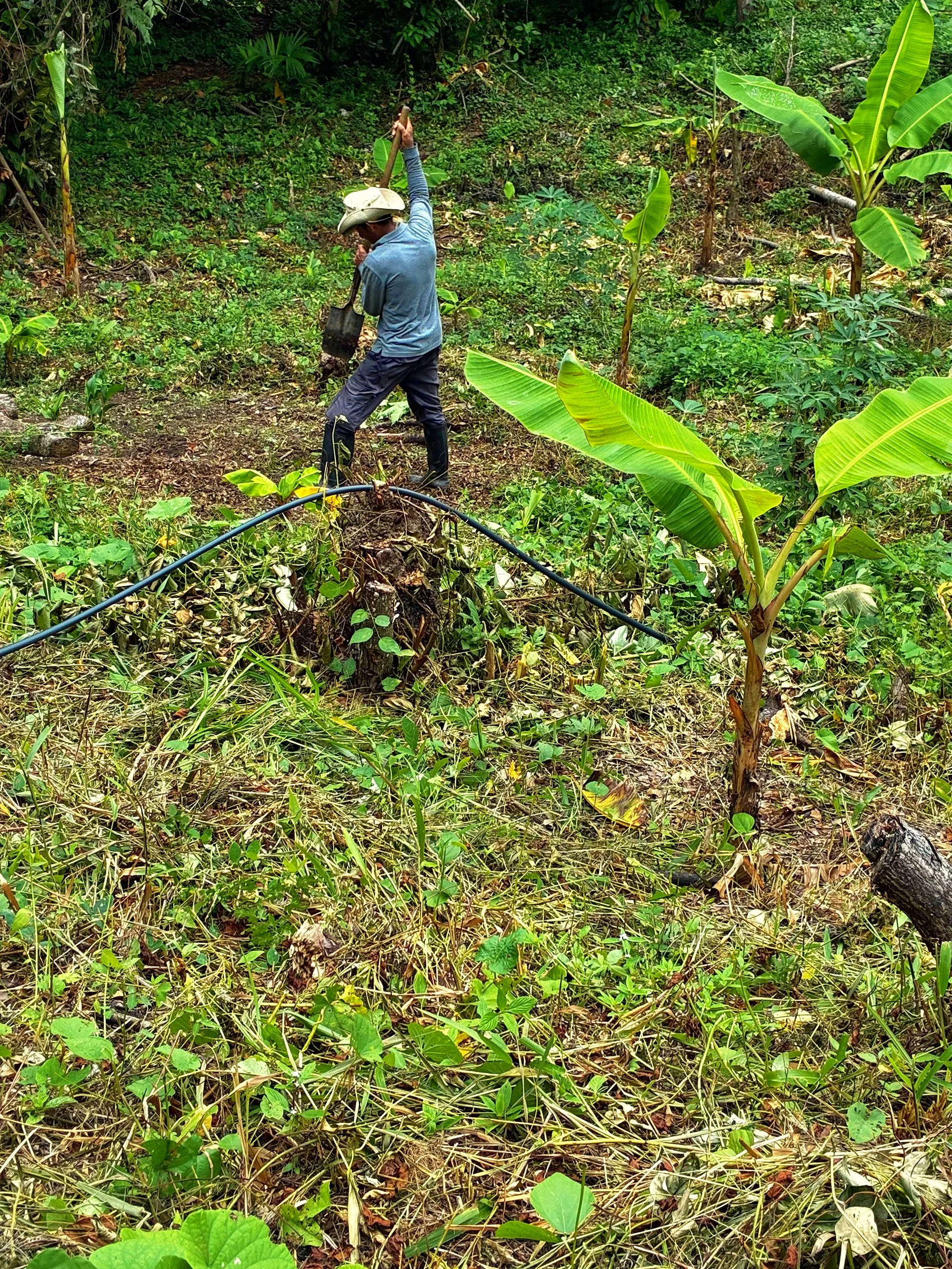 Trabajando la huerta entre matas de plátano
