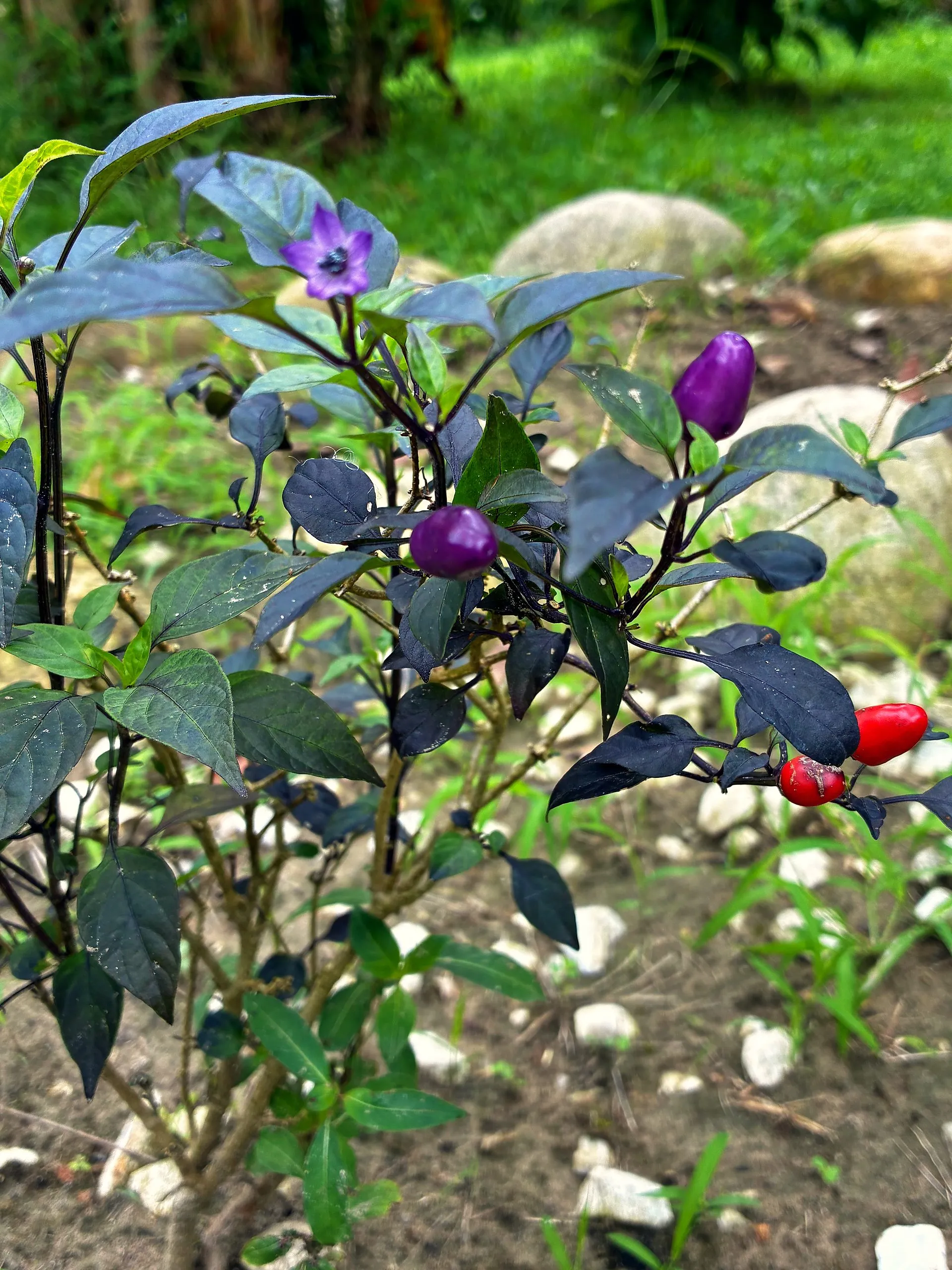 Mata de ají con frutos morados y rojos