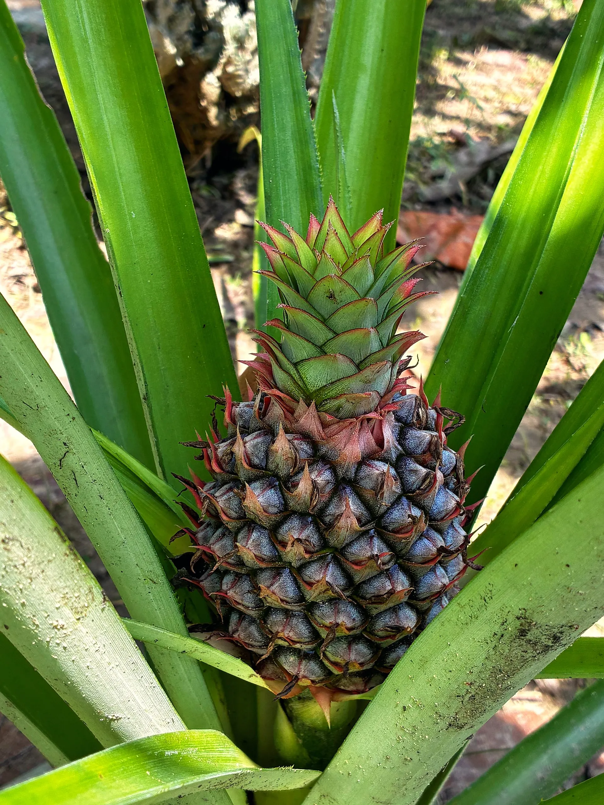 Piña en la mata
