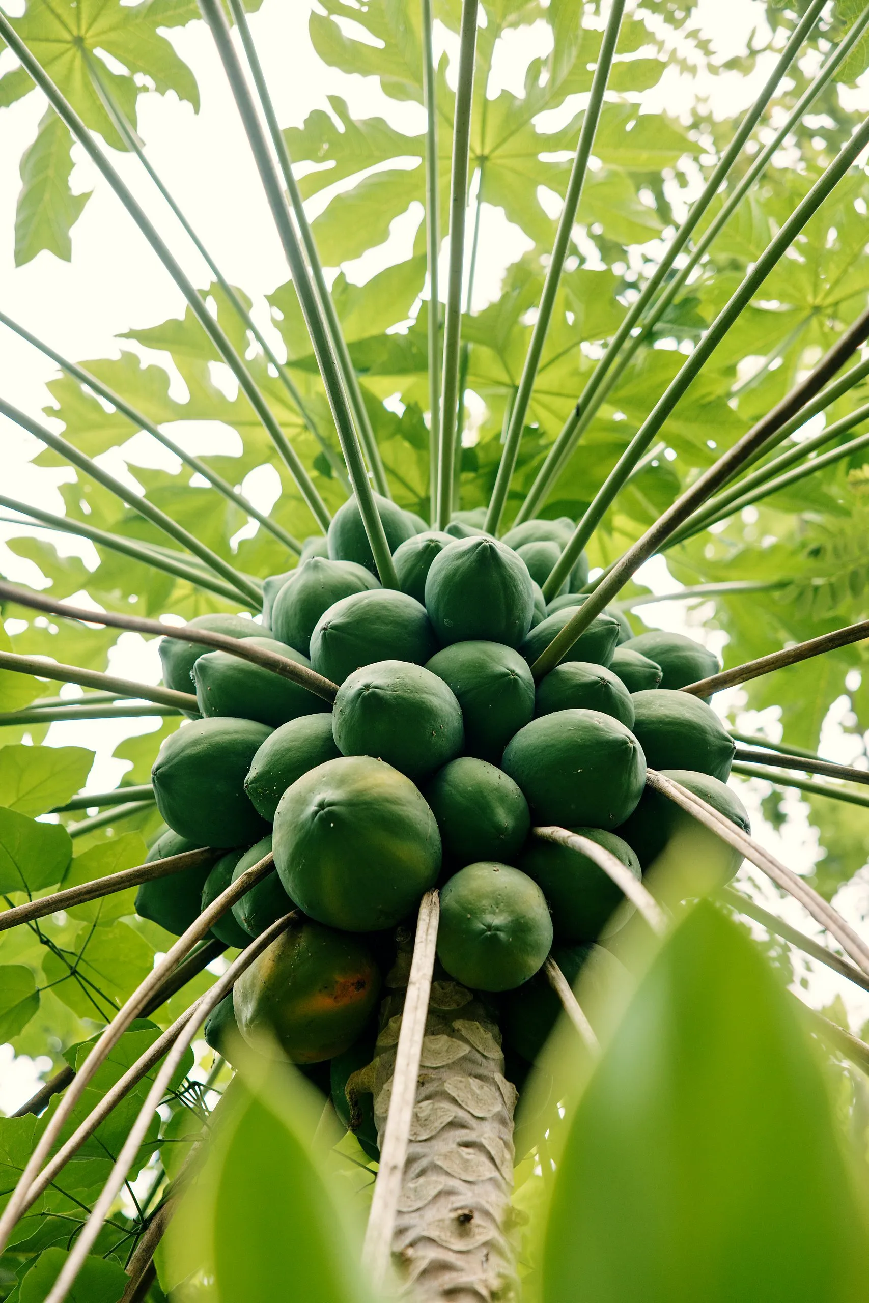 Racimo de papayas visto desde abajo